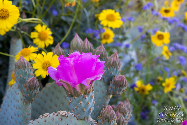 anza borrego superbloom photography of wildflower photos and prints for home and office decor