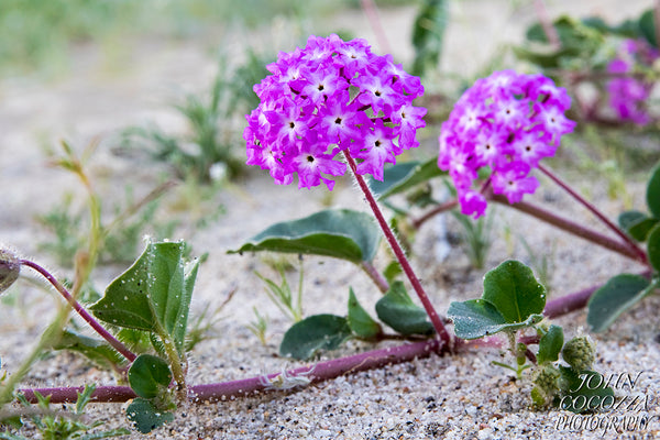 anza borrego superbloom photography of wildflower photos and prints for home and office decor