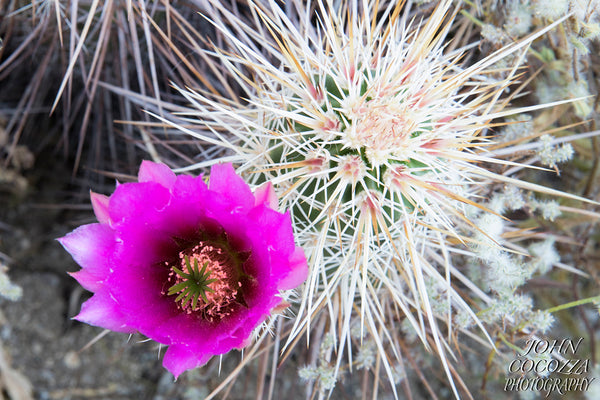 anza borrego superbloom photography of wildflower photos and prints for home and office decor