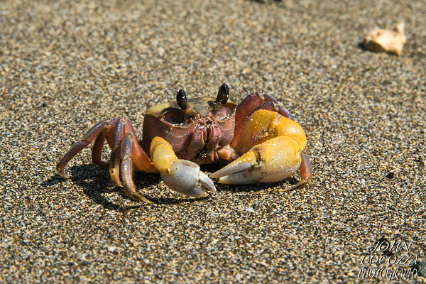 indonesia wildlife photography and prints for sale to decorate your home and office decor