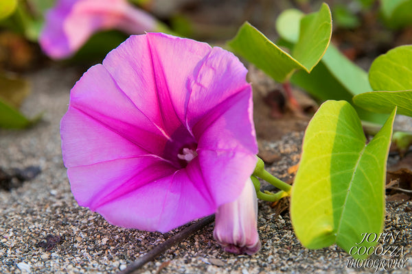 indonesian flower photography and prints for sale to decorate your home and office decor