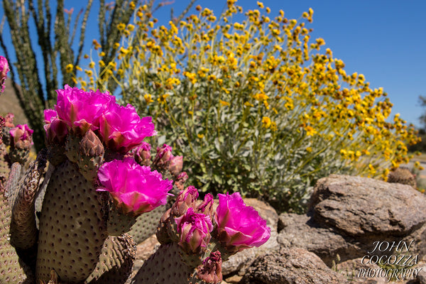 anza borrego superbloom photography of wildflower photos and prints for home and office decor