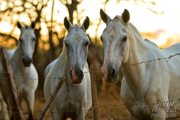 costa rican horses photography and prints for sale to decorate your home and office decor