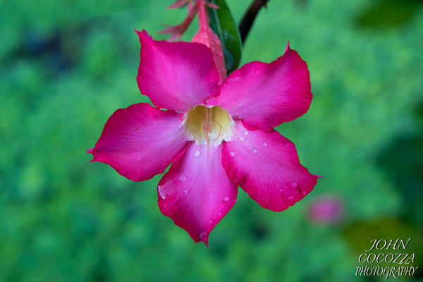 indonesian flower photography and prints for sale to decorate your home and office decor