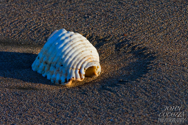 costa rican shells photography and prints for sale to decorate your home and office decor