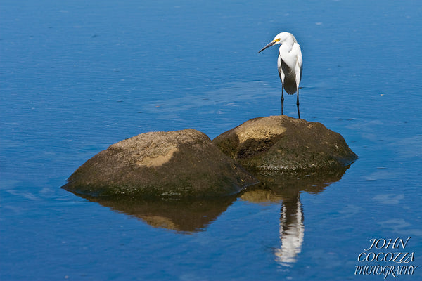 birds of costa rica photos and metal prints for sale as artwork for homes and offices