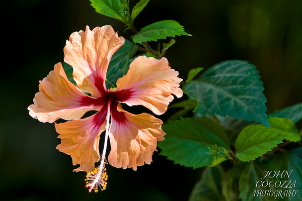 costa rican flower photography and prints for sale to decorate your home and office decor