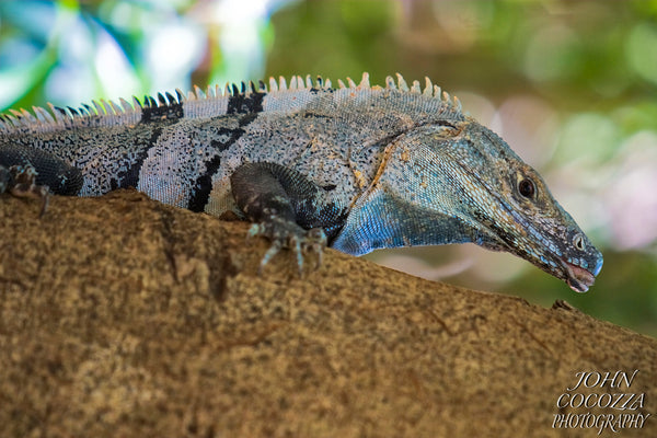 costa rican iguana photography and prints for sale to decorate your home and office decor