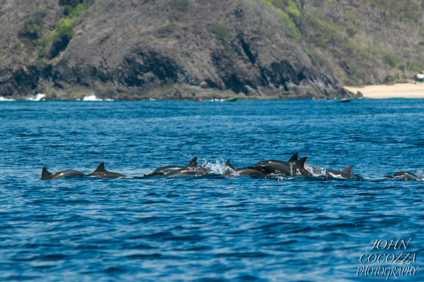 dolphin photography and prints for sale to decorate your home and office decor