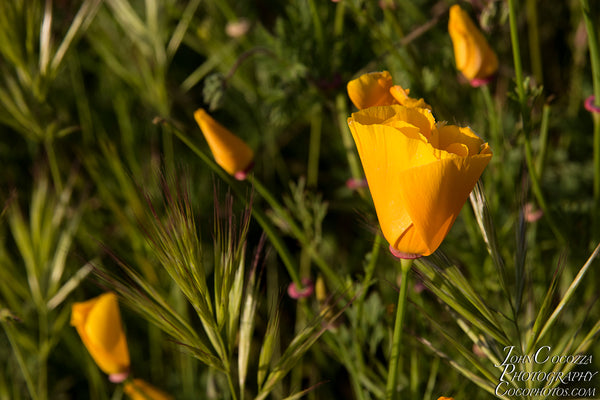 walker canyon lake elsinore superbloom photography of wildflower photos and prints for home and office decor