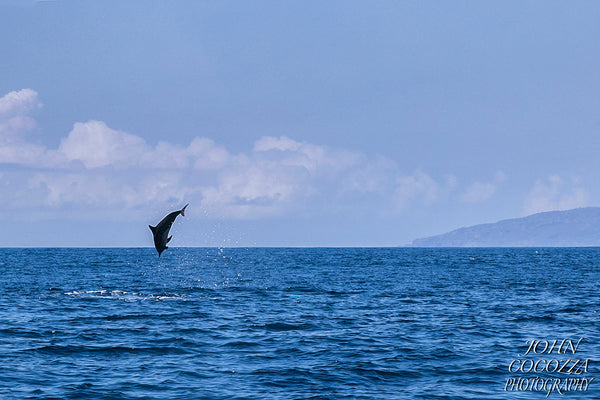 dolphin photography and prints for sale to decorate your home and office decor