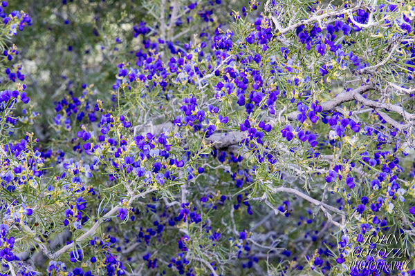 anza borrego superbloom photography of wildflower photos and prints for home and office decor