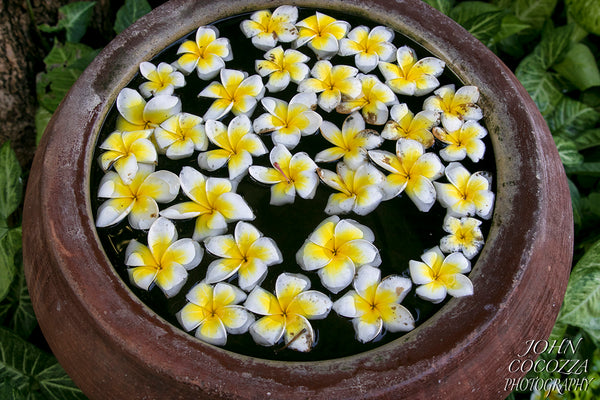 indonesian flower photography and prints for sale to decorate your home and office decor