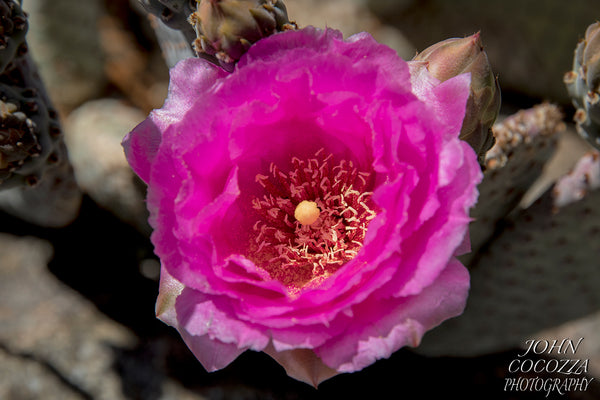 anza borrego superbloom photography of wildflower photos and prints for home and office decor