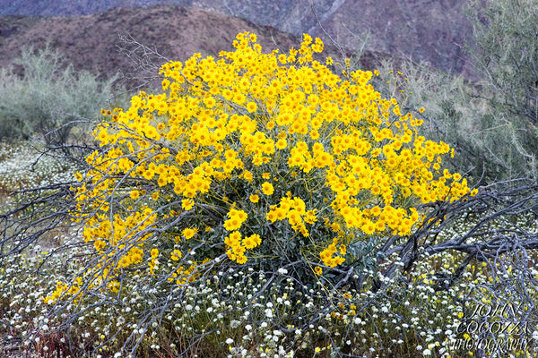 anza borrego superbloom photography of wildflower photos and prints for home and office decor