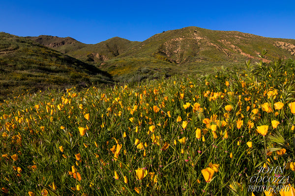 walker canyon superbloom photography of wildflower photos and prints for home and office decor